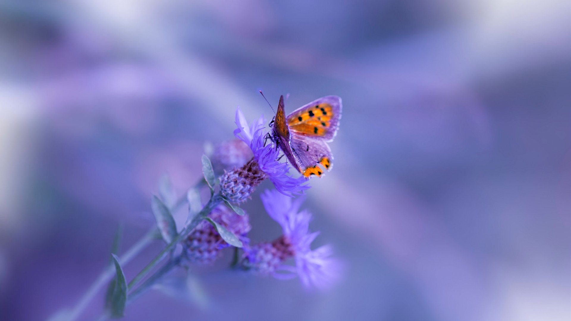 开云官方网站-_青少年运动员成长路径：从训练营到职业舞台_，青少年运动员选材与培养