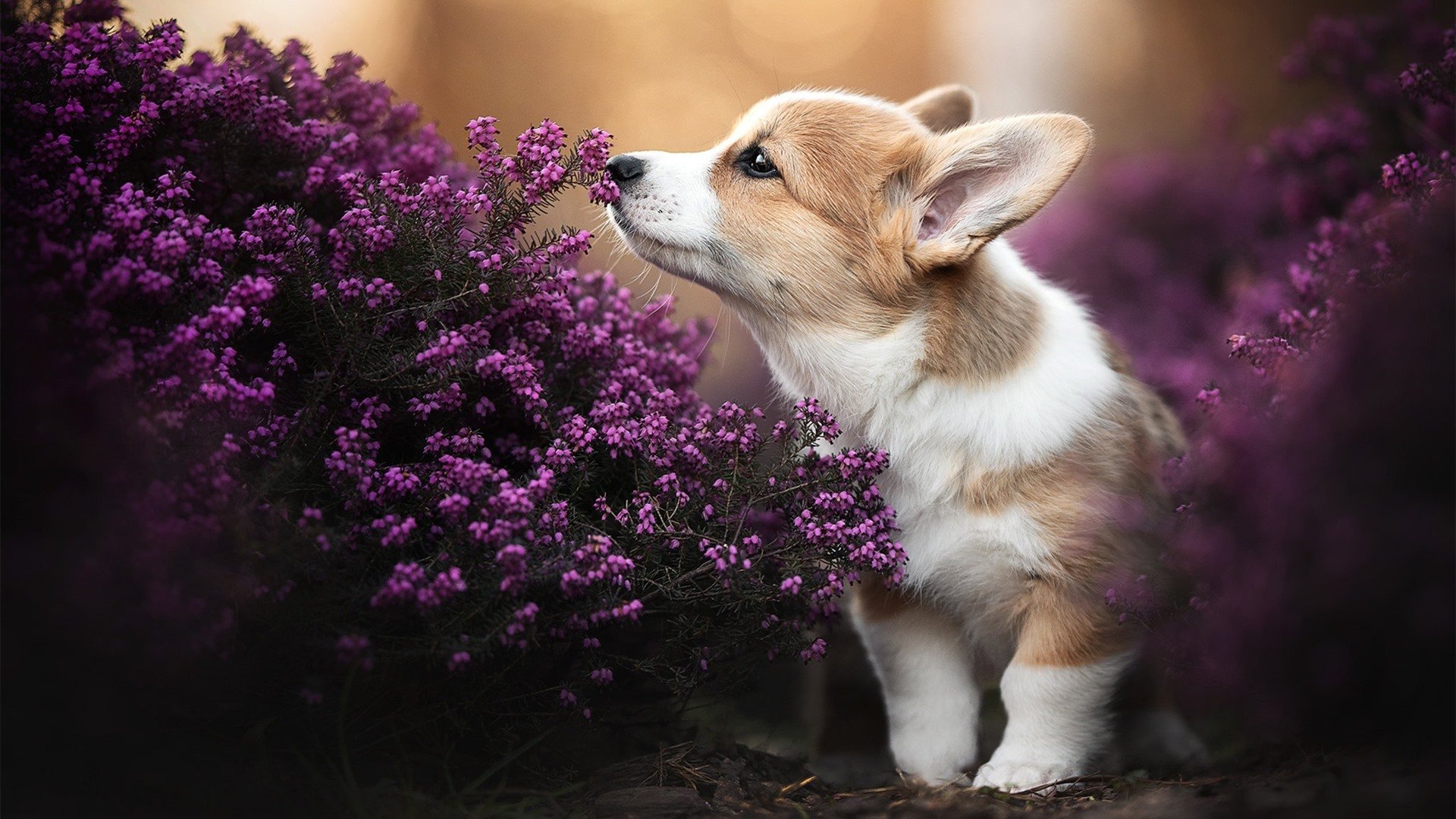 “德甲积分榜快速变动，冠军悬念逐渐揭晓”，德甲 积分