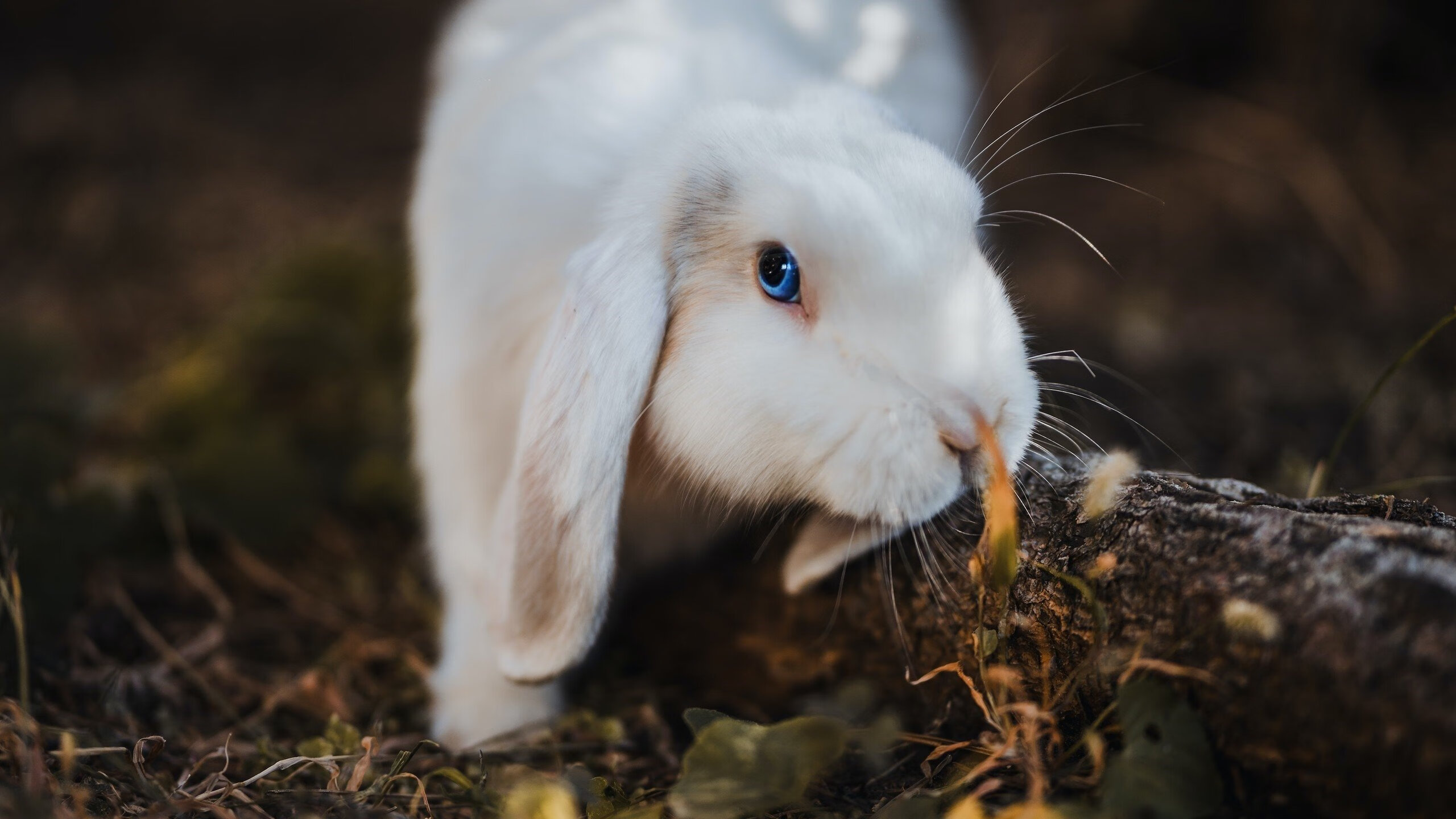 爱游戏体育-“德甲决战倒计时，冠军悬念持续升温”，德甲冠军预测
