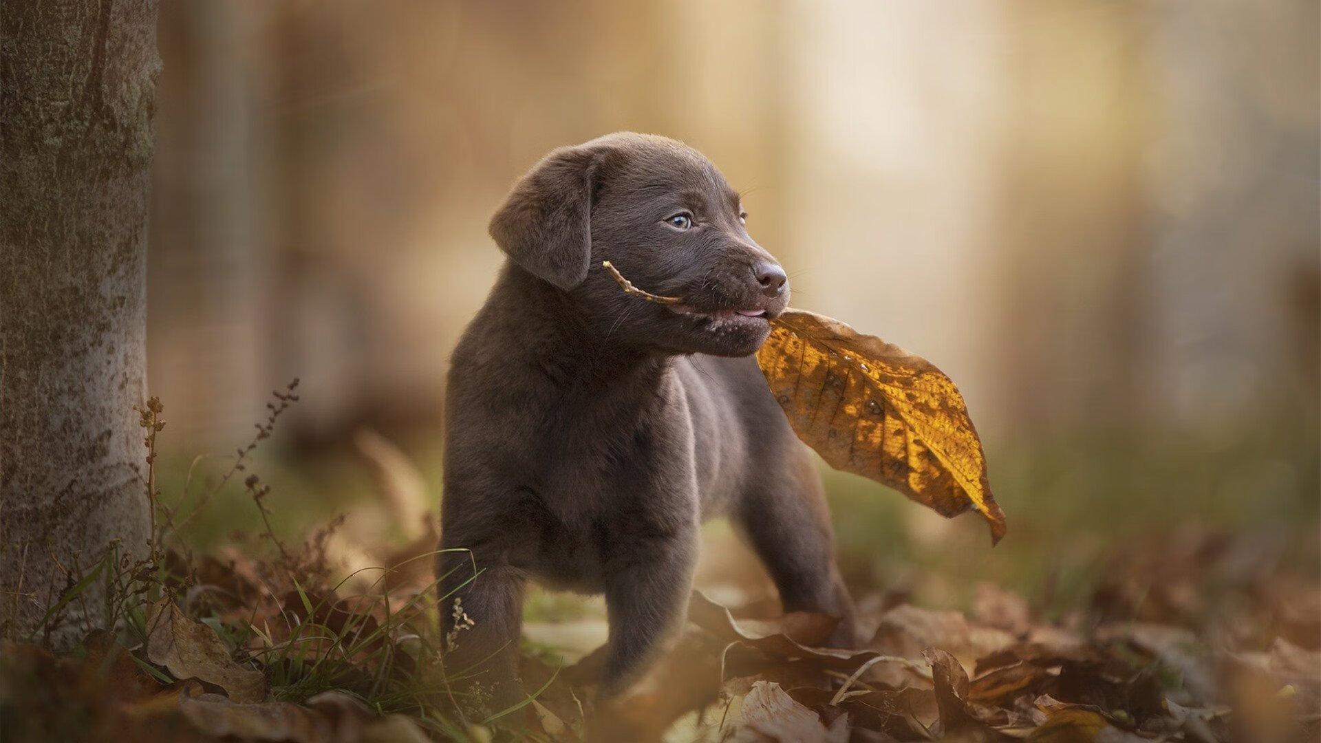 AYX GAMING-中国足球青训产业逐步市场化，行业发展步伐加快，中国足球青训将来的发展