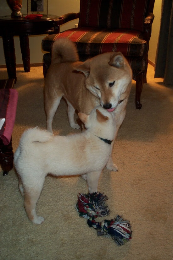 皇家马德里最新积分榜领跑，追赶者压力巨大，皇家马德里2021