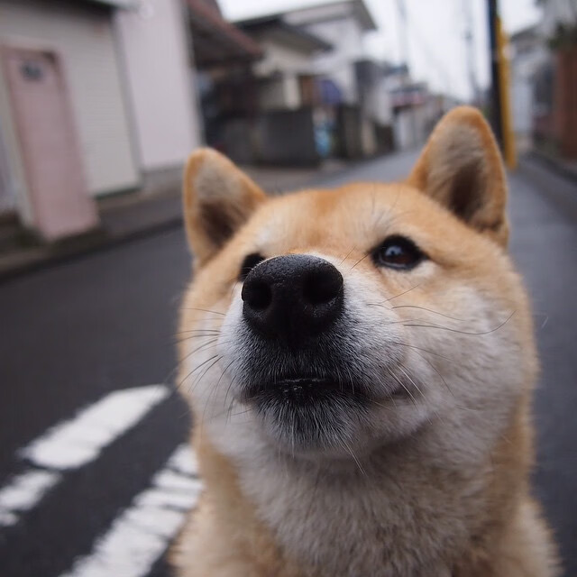 英格兰举办篮球社区联赛,英格兰男子篮球队