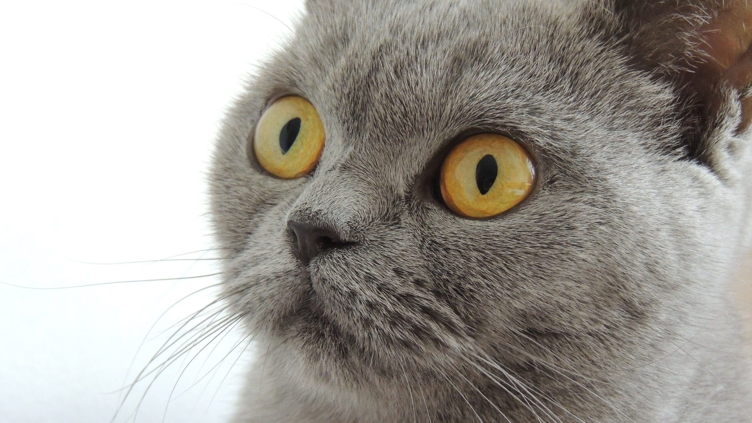 青少年足球裁判员实名认证系统正式启用，强化行业管理，青少年足球运动员注册查询足