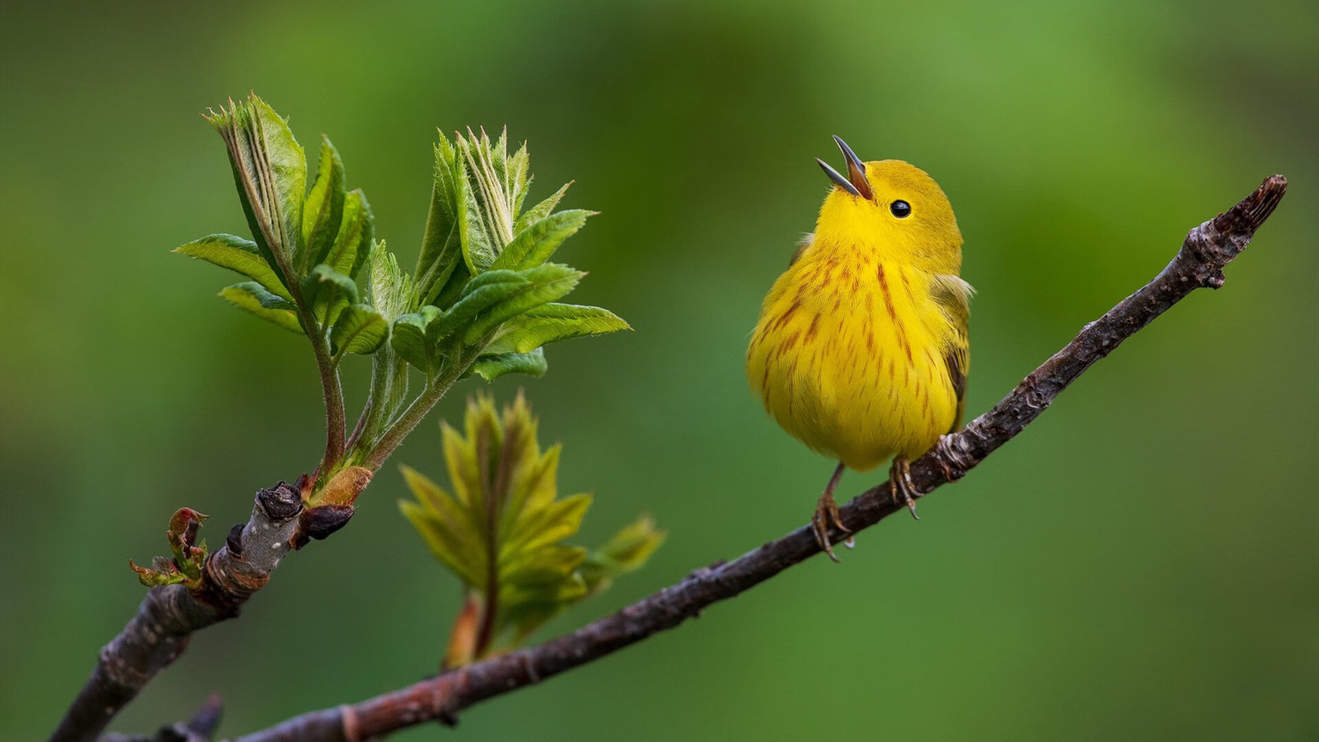 爱游戏体育APP下载-76人收购电竞战队表现亮眼，76人队官网