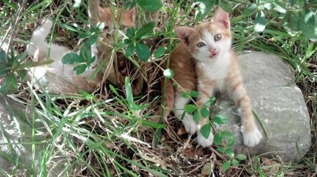 76人收购电竞战队表现亮眼,76人队官网