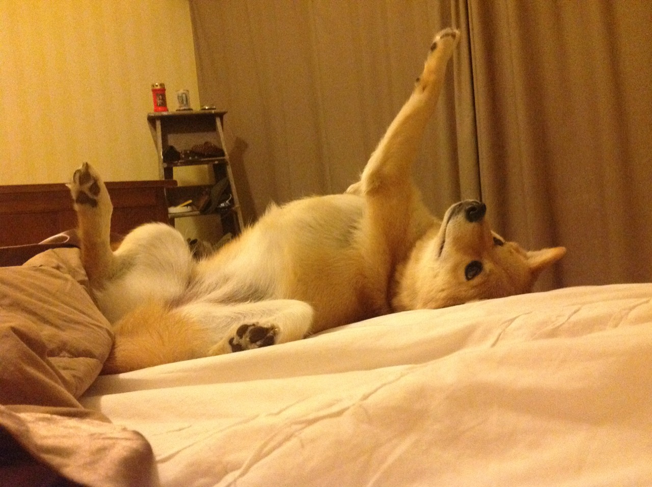 AYX GAME-中国男篮世预赛力克约旦，胡金秋贡献全场最高分，中国男篮打约旦男篮