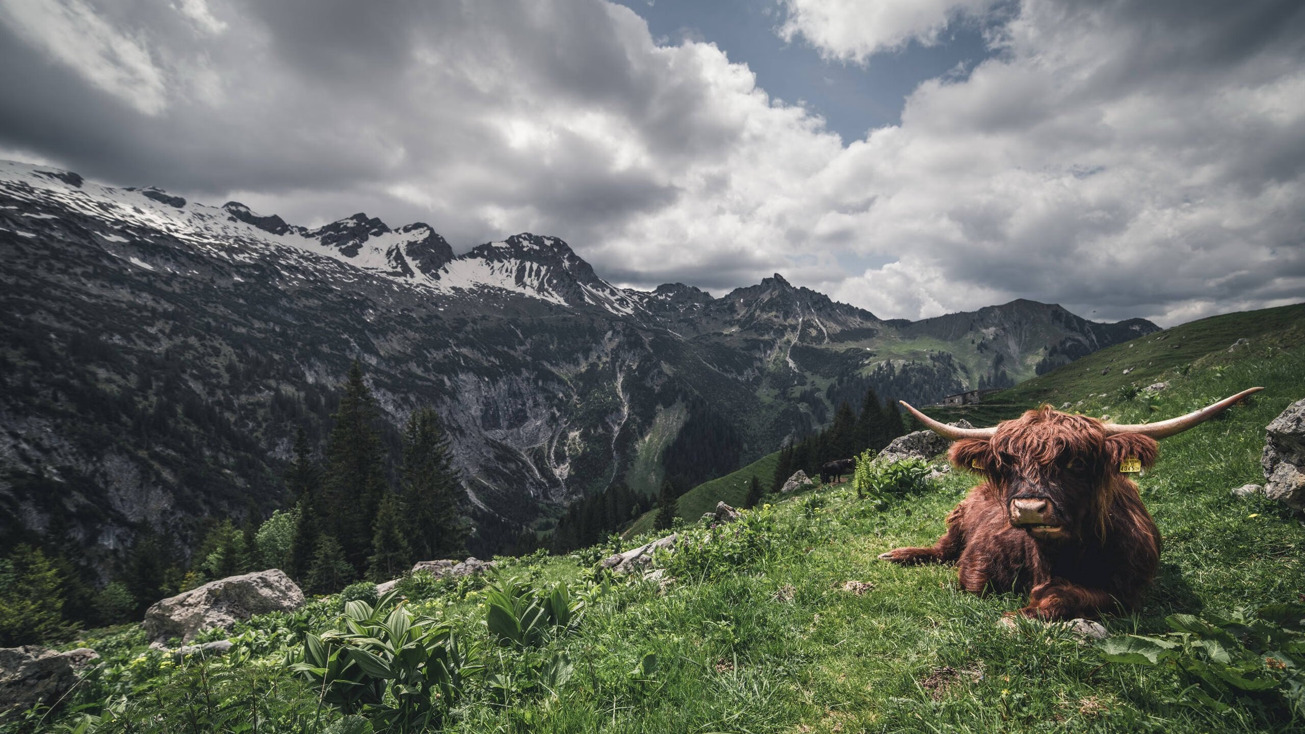 乌拉圭男足在巴黎奥运会上展现出强大的进攻火力,乌拉圭男子足球队