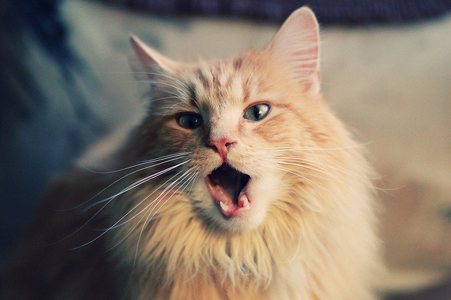 公牛翻盘快船，关键一役中德罗赞三分雨不断，公牛德罗赞交易