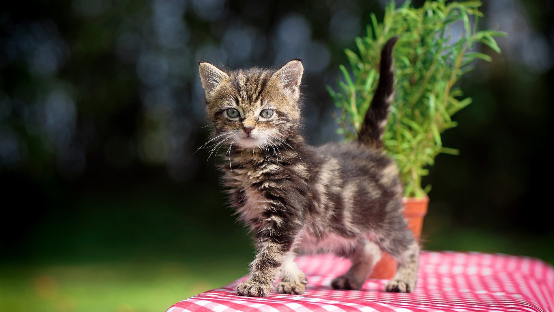 弗赖堡实现逆转,赢得关键比赛胜利,弗赖堡市