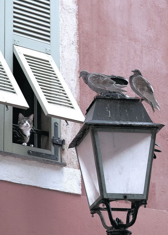 爱游戏官网-本菲卡年轻球员崭露头角，本菲卡足球俱乐部是哪个国家