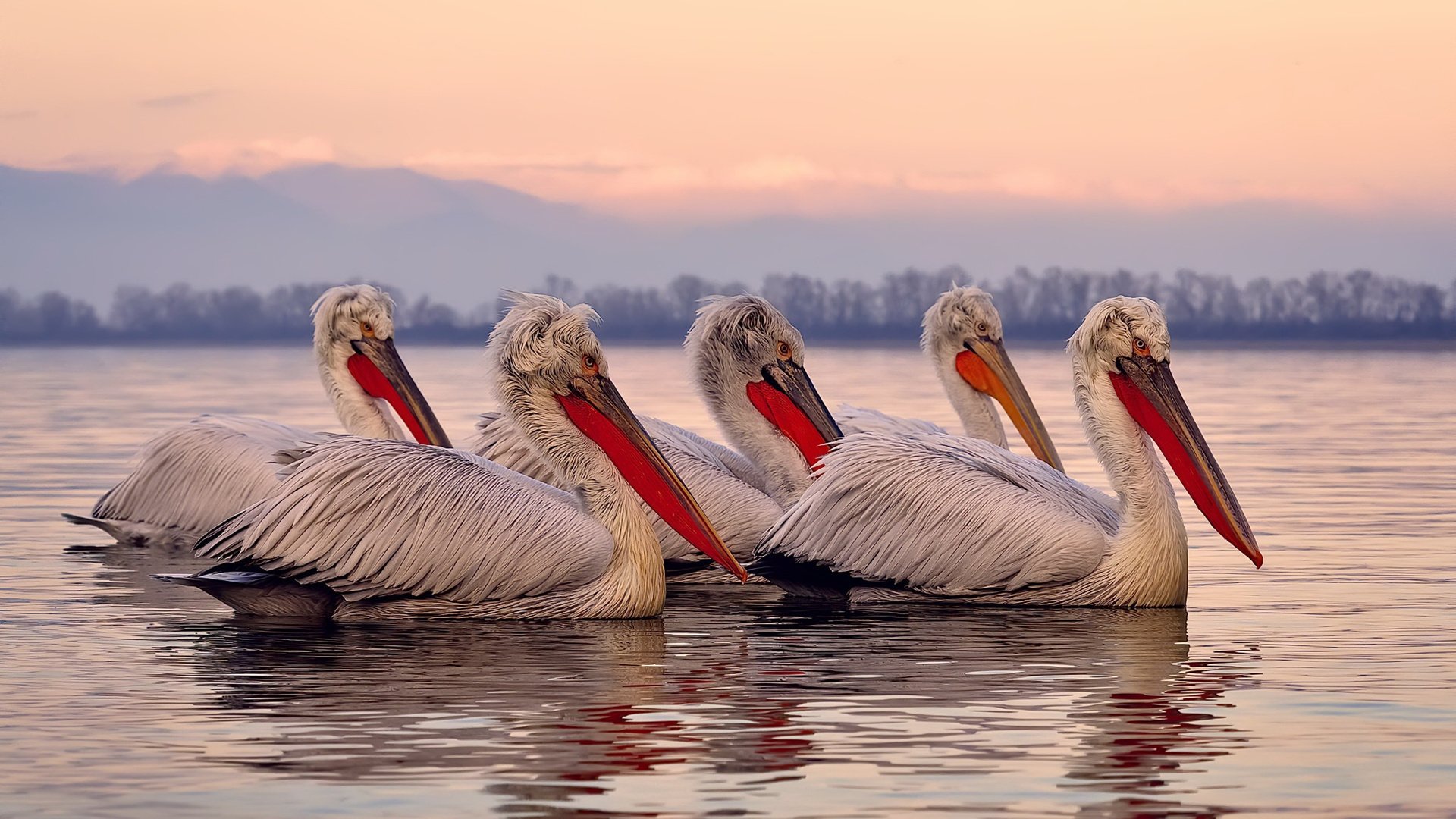 AYX体育官网-生力啤酒人生力军新赛季表现出色，生力啤酒价格330ml