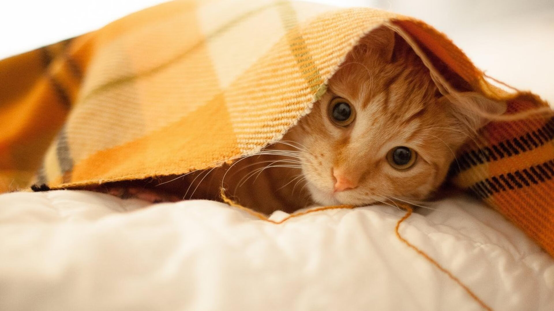 爱游戏体育平台-皇马阵容轮换获胜，卡瓦哈尔突围得手，皇马卡瓦哈尔受伤