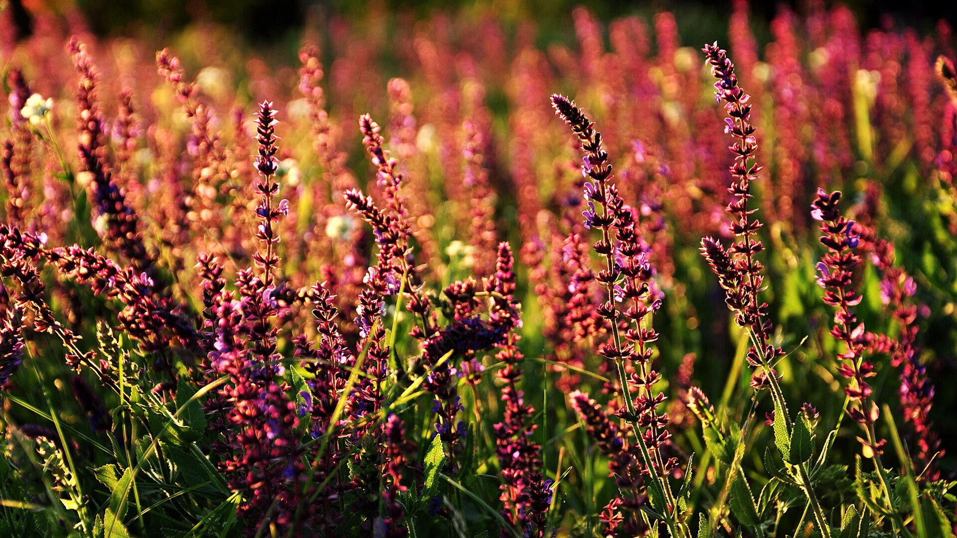 莫斯科火力全开,寻找欧洲冠军之路,莫斯科球队