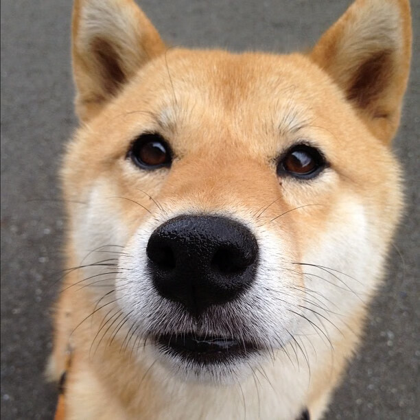 里昂新赛季展望,里昂新赛季球衣