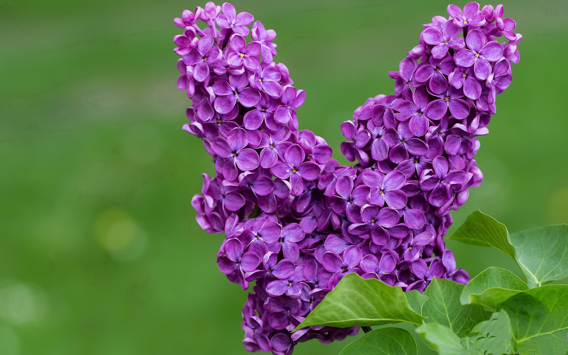 阿尔巴尼亚国家队备战国际对决,迎战对手,阿尔巴尼亚国家足球队