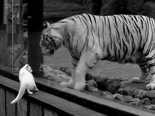 爱游戏平台-西甲裁判吹罚尺度演变对比赛节奏的微观影响研究，裁判吹罚视频