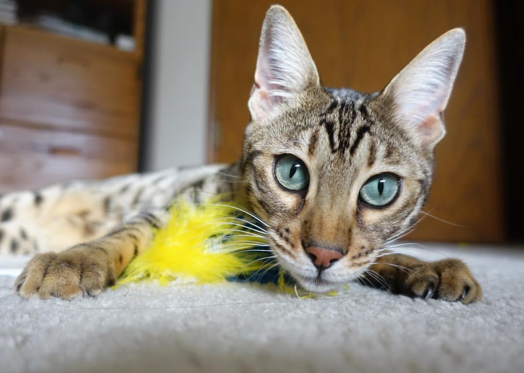 世界杯预选赛中国队战败 球迷分析失败原因，世界杯预选赛中国队出现形势