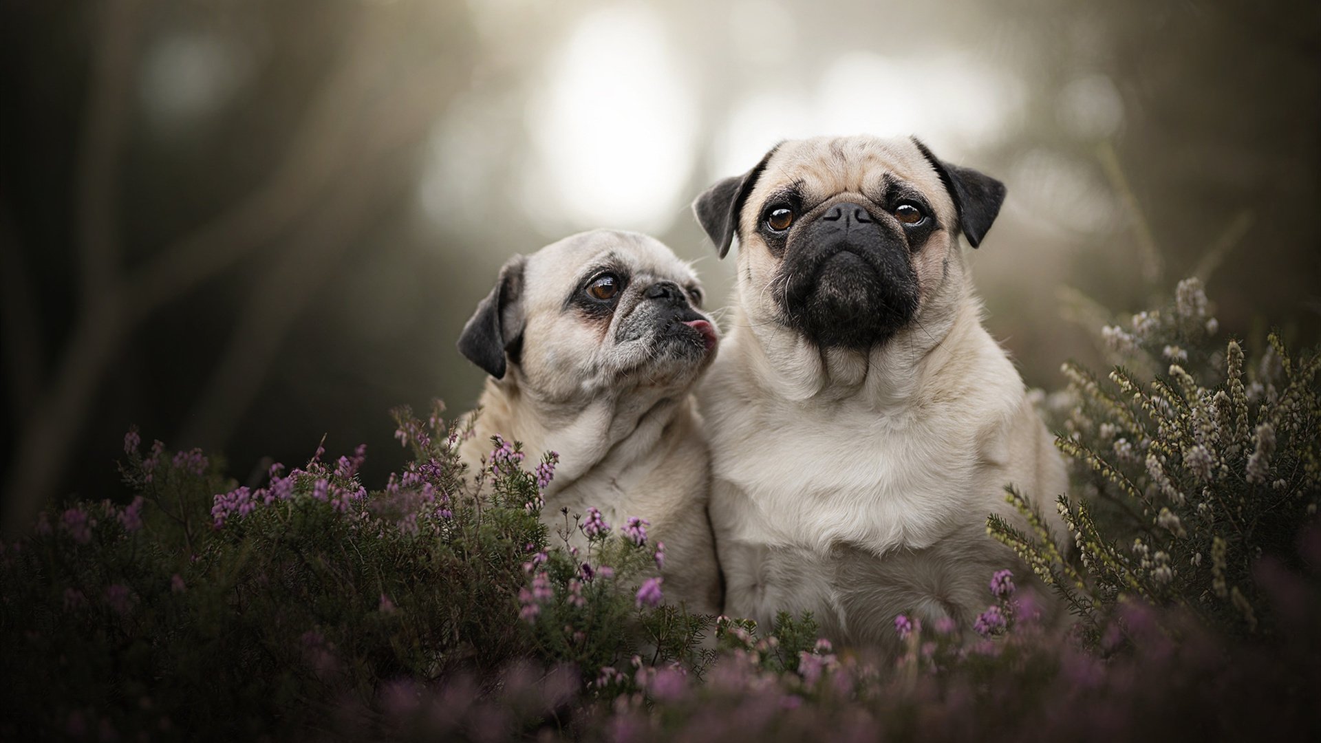 辽宁男篮连胜纪录终结教练坦言需要调整节奏,辽宁男篮战绩表