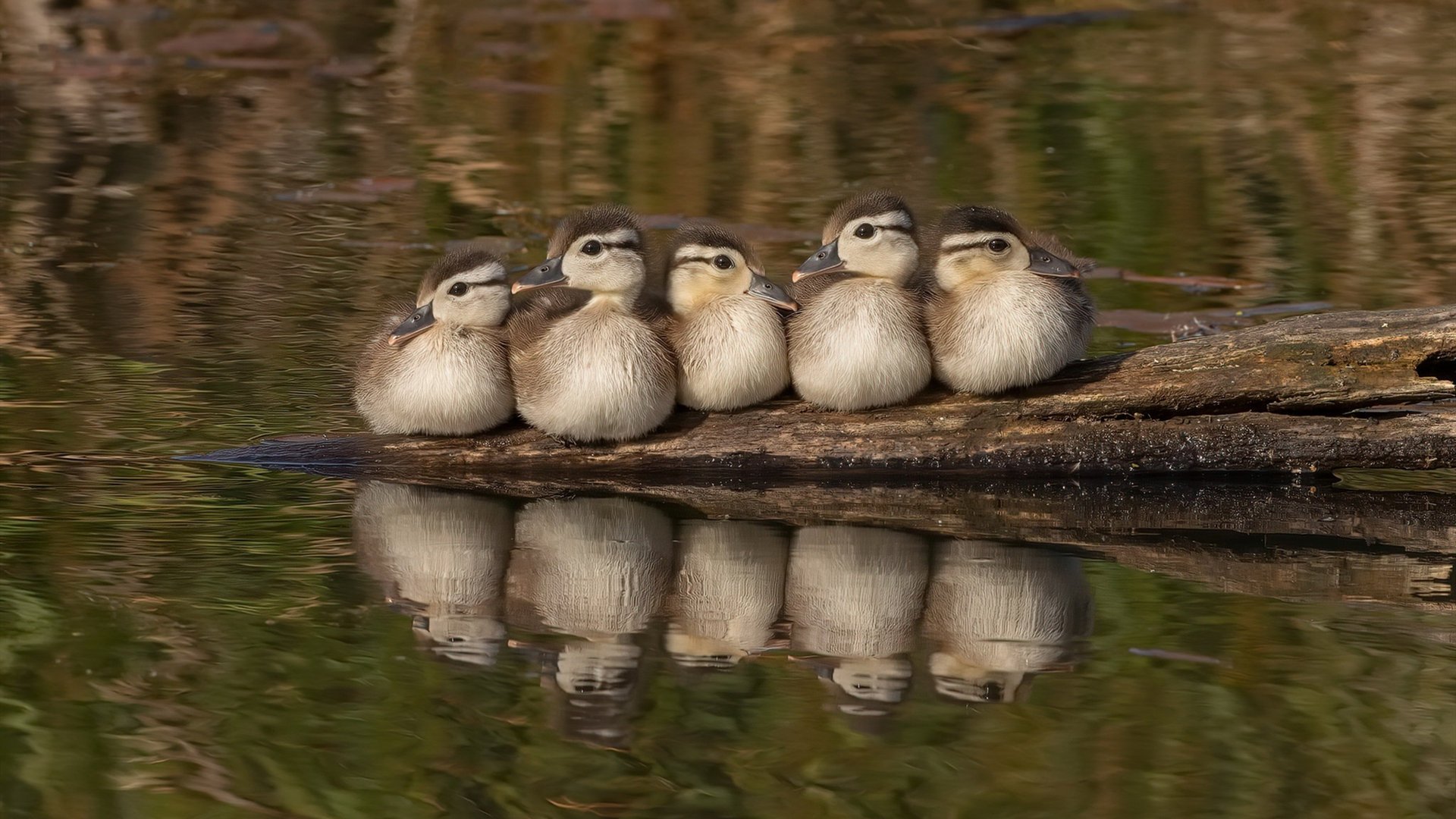 爱游戏中国官方网站平台-仰泳预赛突尼斯稳定晋级，仰泳国际比赛视频