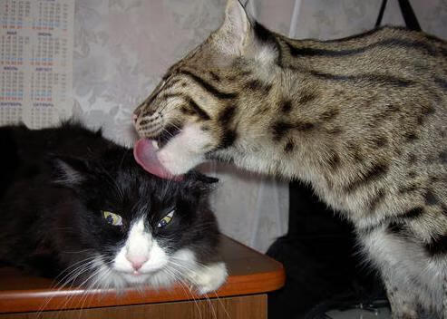 爱游戏体育app-女子排球国家队集训拉开序幕，女子排球队员