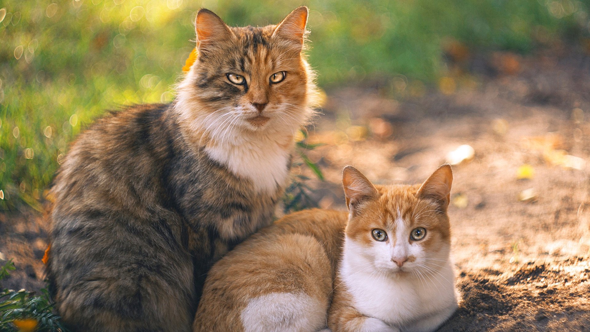 爱游戏官网-李恩：凭借出色的跑位和传球能力，成为全黑队进攻的关键，李恩个人简介
