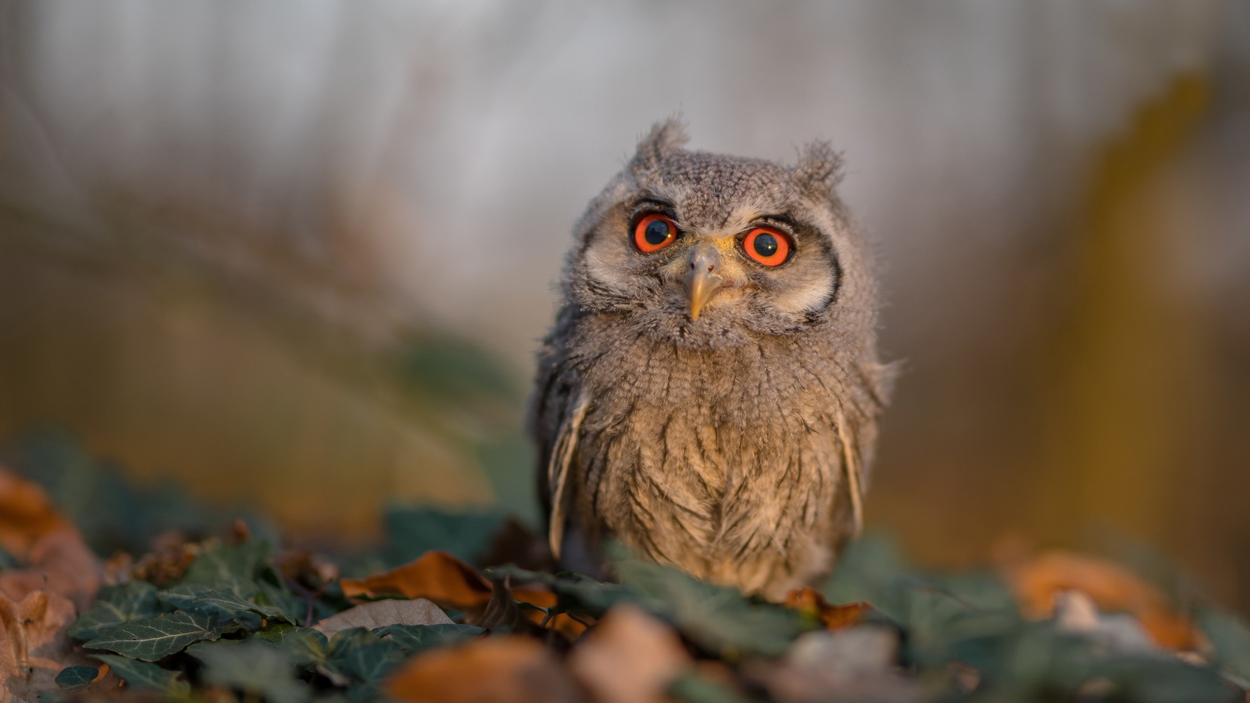 爱游戏中国官方登录入口网站-波兰男篮在欧锦赛中奋勇争冠，历史最佳战绩在望