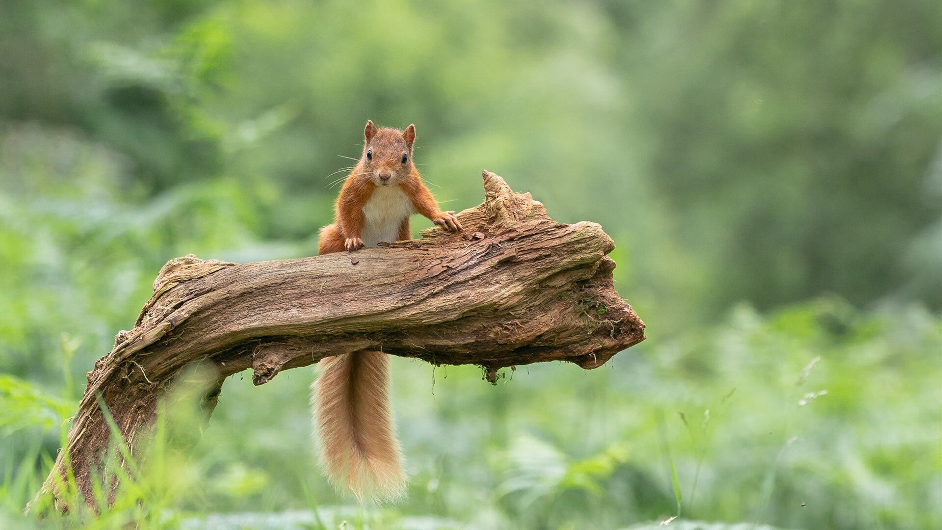 爱游戏官方网站-篮网赛前组织高强度热身提升实战效率，篮网公开训练合照